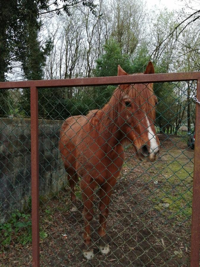 Casa Do Moinho Rural Campo E Praia , 9 Pessoas, Animais Benvindos Espinho  Buitenkant foto
