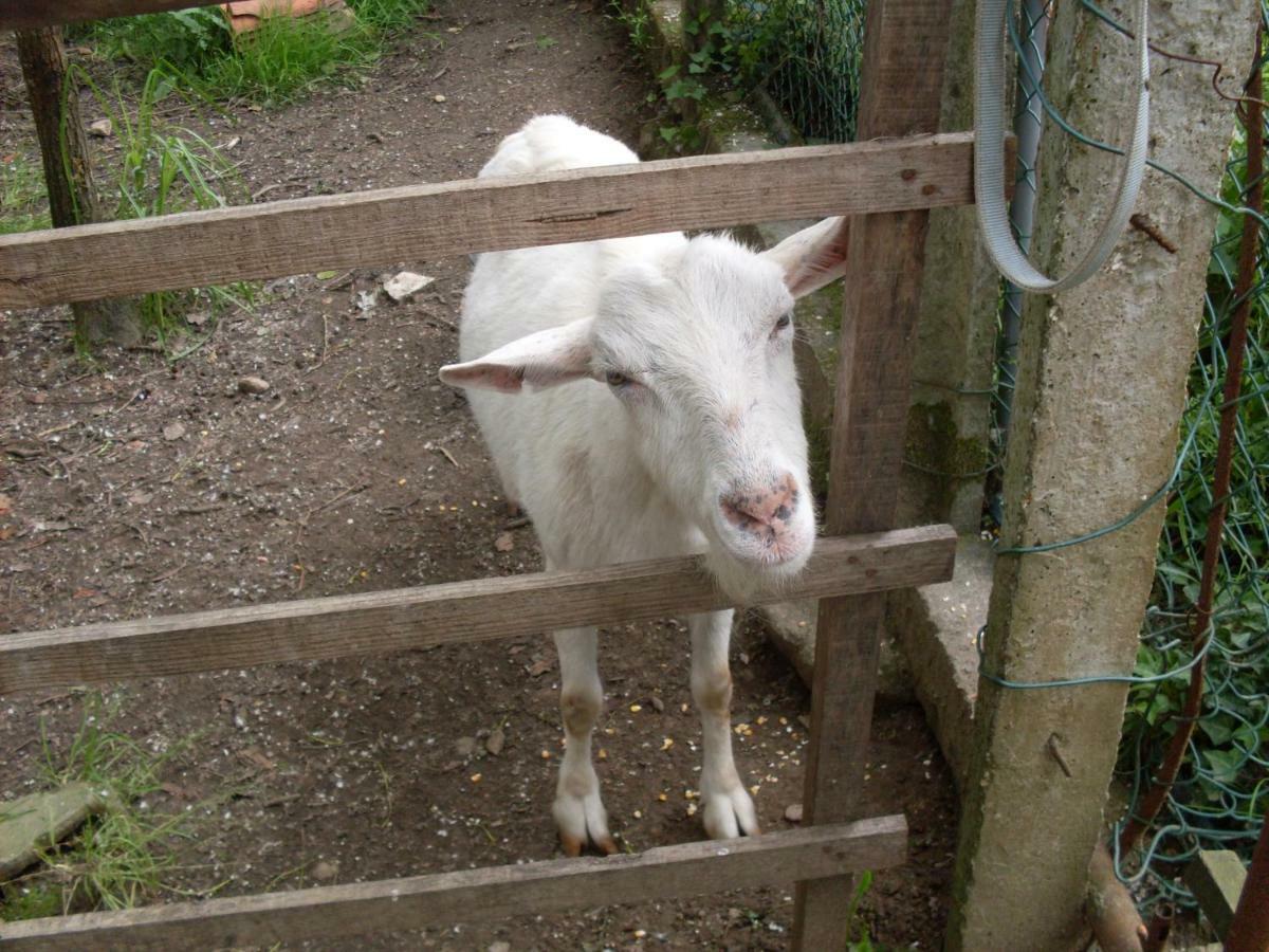 Casa Do Moinho Rural Campo E Praia , 9 Pessoas, Animais Benvindos Espinho  Buitenkant foto